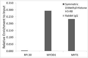 Chromatin immunoprecipitation analysis of extracts of HeLa cells, using Symmetric DiMethyl-Histone H3-R8 antibody (ABIN7267696) and rabbit IgG.