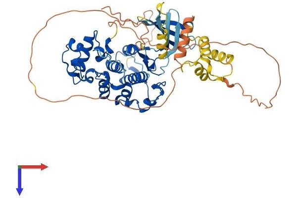 CDK16 Protein (AA 1-496) (His tag)