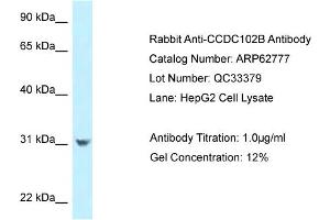 Western Blotting (WB) image for anti-Coiled-Coil Domain Containing 102B (CCDC102B) (N-Term) antibody (ABIN2789242) (CCDC102B Antikörper  (N-Term))