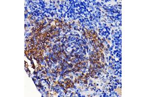 Immunohistochemistry of paraffin-embedded rat spleen using SHP1 Rabbit mAb (ABIN7269716) at dilution of 1:100 (40x lens). (SHP1 Antikörper)