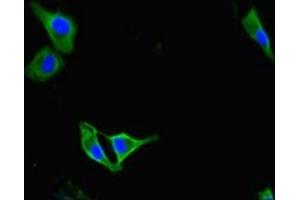 Immunofluorescent analysis of Hela cells using ABIN7163391 at dilution of 1:100 and Alexa Fluor 488-congugated AffiniPure Goat Anti-Rabbit IgG(H+L) (PAG1 Antikörper  (AA 97-432))