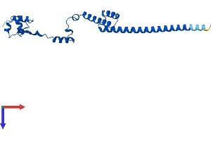 RPL19 Protein (AA 1-196) (His tag)