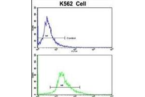Flow cytometric analysis of K562 cells using CCRN4L Antibody (C-term)(bottom histogram) compared to a negative control cell (top histogram). (CCRN4L Antikörper  (C-Term))