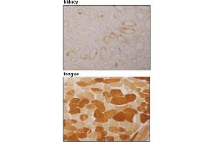 Immunohistochemical detection of ARPP on paraffin embedded section of human kidney and tongue with AM26555AF-N. (ANKRD2 Antikörper)