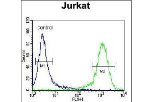 ADCY2 Antibody (Center) (ABIN655269 and ABIN2844861) flow cytometric analysis of Jurkat cells (right histogram) compared to a negative control cell (left histogram). (ADCY2 Antikörper  (AA 451-481))