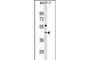 Western blot analysis in MCF-7 cell line lysates (35ug/lane). (PCYT1A Antikörper  (C-Term))