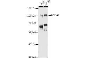Western blot analysis of extracts of various cell lines, using FOXM1 antibody (ABIN3023678, ABIN3023679, ABIN3023680, ABIN1679892 and ABIN6219567) at 1:1000 dilution. (FOXM1 Antikörper  (AA 1-350))