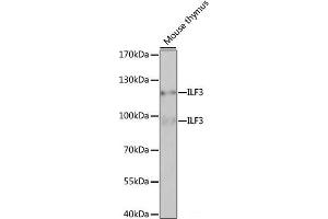 Western blot analysis of extracts of Mouse thymus using ILF3 Polyclonal Antibody at dilution of 1:1000. (Interleukin enhancer-binding factor 3 (ILF3) Antikörper)