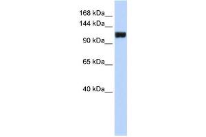Western Blotting (WB) image for anti-Family with Sequence Similarity 120A (FAM120A) antibody (ABIN2459850) (FAM120A Antikörper)