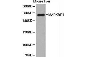 Western Blotting (WB) image for anti-Mitogen-Activated Protein Kinase Binding Protein 1 (MAPKBP1) (AA 1-100) antibody (ABIN5664104) (MAPKBP1 Antikörper  (AA 1-100))