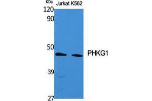 Western Blotting (WB) image for anti-phosphorylase Kinase, gamma 1 (Muscle) (PHKG1) (Internal Region) antibody (ABIN6282244)