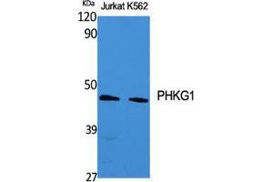 Western Blot (WB) analysis of specific cells using PHKG1 Polyclonal Antibody. (PHKG1 Antikörper  (Internal Region))