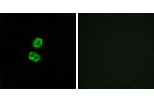 Peptide - +Immunofluorescence analysis of MCF-7 cells, using FGF22 antibody. (FGF22 Antikörper)