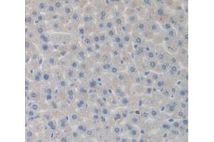 IHC-P analysis of Mouse Tissue, with DAB staining. (Complement Factor B Antikörper  (AA 32-157))