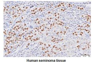 Immunohistochemistry (IHC) image for anti-Nanog Homeobox (NANOG) (AA 1-154), (N-Term) antibody (ABIN317542) (Nanog Antikörper  (N-Term))