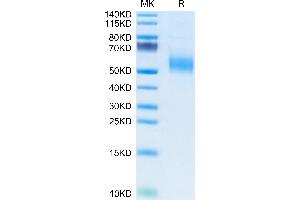 KLRG1 Protein (AA 60-195) (Fc Tag)