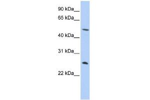WB Suggested Anti-CTRL Antibody Titration:  0.