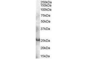 Image no. 1 for anti-GRB2-Related Adaptor Protein (GRAP) (C-Term) antibody (ABIN374088) (GRAP Antikörper  (C-Term))