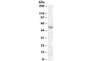Western blot testing of human adipose lysate with PTGER3 antibody at 1ug/ml. (PTGER3 Antikörper)