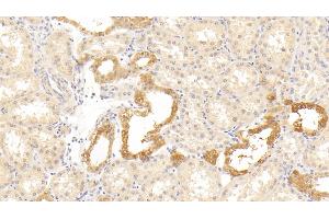 Detection of HTRA1 in Human Kidney Tissue using Polyclonal Antibody to High Temperature Requirement Factor A1 (HTRA1) (HTRA1 Antikörper  (AA 204-364))