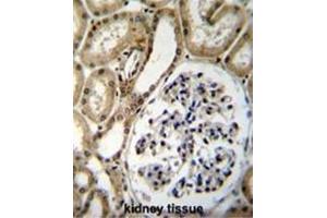 BRUNOL6 Antibody (N-term) immunohistochemistry analysis in formalin fixed and paraffin embedded human kidney tissue followed by peroxidase conjugation of the secondary antibody and DAB staining. (CELF6 Antikörper  (N-Term))