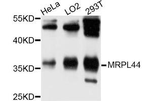 Western blot analysis of extracts of HeLa cell line, using MRPL44 antibody. (MRPL44 Antikörper)