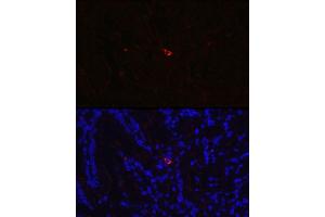 Immunofluorescence analysis of Rat small intestine using NTS antibody (ABIN6128380, ABIN6144914, ABIN6144917 and ABIN6215934) at dilution of 1:350. (Neurotensin Antikörper  (AA 24-148))