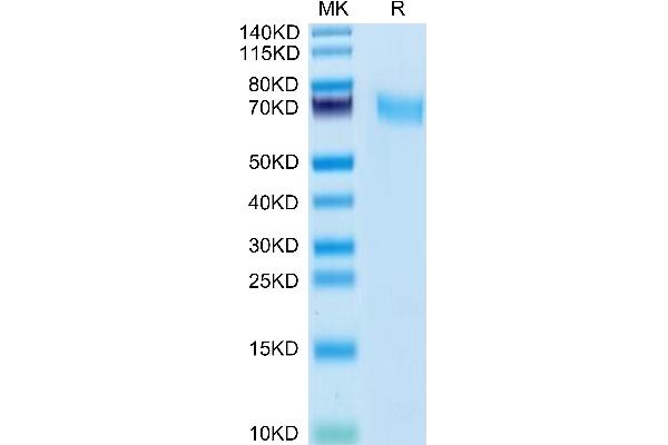 CD55 Protein (AA 36-350) (His tag)