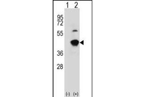 Western blot analysis of GCAT (arrow) using rabbit polyclonal GCAT Antibody (Center) (ABIN391717 and ABIN2841608). (GCAT Antikörper  (AA 155-181))