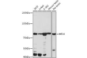 Western blot analysis of extracts of various cell lines, using MELK Rabbit mAb (ABIN7268411) at 1:1000 dilution. (MELK Antikörper)