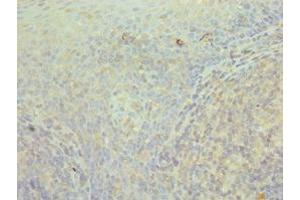 Immunohistochemistry of paraffin-embedded human tonsil tissue using ABIN7171427 at dilution of 1:100 (CCT3 Antikörper  (AA 1-300))
