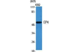 Western Blot (WB) analysis of specific cells using EP4 Polyclonal Antibody. (PTGER4 Antikörper  (Internal Region))