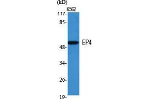 Western Blotting (WB) image for anti-Prostaglandin E Receptor 4 (Subtype EP4) (PTGER4) (Internal Region) antibody (ABIN6283219)