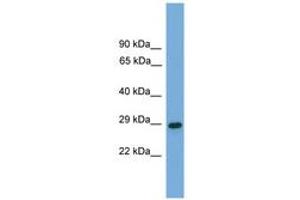 Image no. 1 for anti-Regulator of G-Protein Signalling 19 (RGS19) (AA 26-75) antibody (ABIN6745520) (RGS19 Antikörper  (AA 26-75))