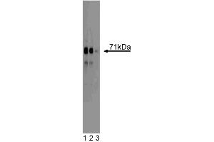 Western blot analysis of MEKK3 on a HeLa cell lysate (Human cervical epitheloid carcinoma, ATCC CCL-2). (MAP3K3 Antikörper  (AA 27-135))