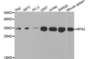 Western blot analysis of extracts of various cell lines, using RPA2 antibody (ABIN5971215) at 1/1000 dilution. (RPA2 Antikörper)