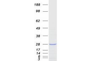 Western Blotting (WB) image for Frataxin (FXN) (Transcript Variant 1) protein (Myc-DYKDDDDK Tag) (ABIN2721410)