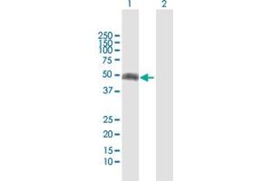 Western Blot analysis of IFNGR2 expression in transfected 293T cell line by IFNGR2 MaxPab polyclonal antibody. (IFNGR2 Antikörper  (AA 1-337))