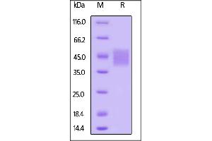SDS-PAGE (SDS) image for SLAM Family Member 7 (SLAMF7) (AA 23-226) protein (His tag,AVI tag,Biotin) (ABIN3137688)