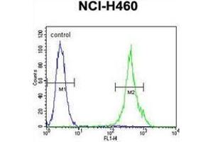 Flow cytometric analysis of NCI-H460 cells using Mastermind-Like Protein 1 Antibody (Center) Cat. (MAML1 Antikörper  (Middle Region))