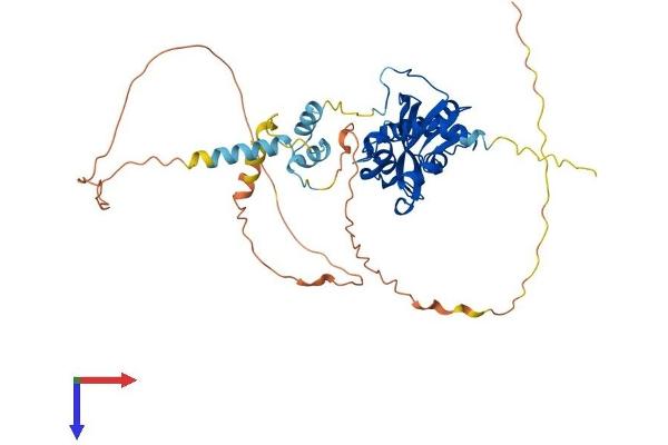 REXO4 Protein (AA 1-432) (His tag)