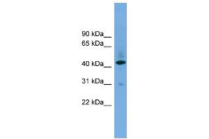 WB Suggested Anti-B4GALT2  Antibody Titration: 0. (B4GALT2 Antikörper  (Middle Region))