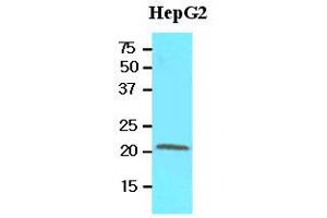 Western Blotting (WB) image for anti-Retinol Binding Protein 4, Plasma (RBP4) (AA 19-201) antibody (ABIN356230)