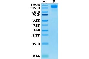 VEGFR2/CD309 Protein (AA 20-764) (His-Avi Tag)