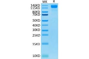 Human VEGF R2 on Tris-Bis PAGE under reduced condition. (VEGFR2/CD309 Protein (AA 20-764) (His-Avi Tag))