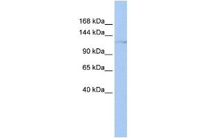 WB Suggested Anti-HLTF Antibody Titration:  0. (HLTF Antikörper  (N-Term))