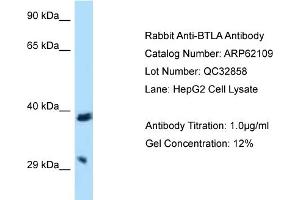 Western Blotting (WB) image for anti-B and T Lymphocyte Associated (BTLA) (C-Term) antibody (ABIN2789021) (BTLA Antikörper  (C-Term))