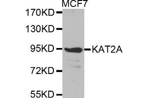 Western blot analysis of extracts of MCF-7 cells, using KAT2A antibody. (KAT2A Antikörper)