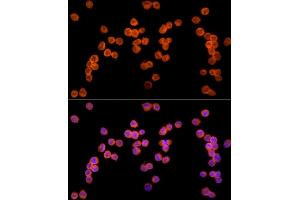 Immunofluorescence analysis of K-562 cells using Ube2L3 / UBCH7 Rabbit mAb (ABIN7271178) at dilution of 1:25 (40x lens). (UBE2L3 Antikörper)
