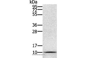 Western blot analysis of Hela cell, using GLRX Polyclonal Antibody at dilution of 1:800 (Glutaredoxin 1 Antikörper)